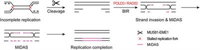 New Era of Mapping and Understanding Common Fragile Sites: An Updated Review on Origin of Chromosome Fragility